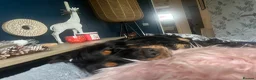 Cocker Spaniel dogs for sale: Show bred cocker spaniel - FOREVER HOME ONLY!  in Leeds - Advert 18