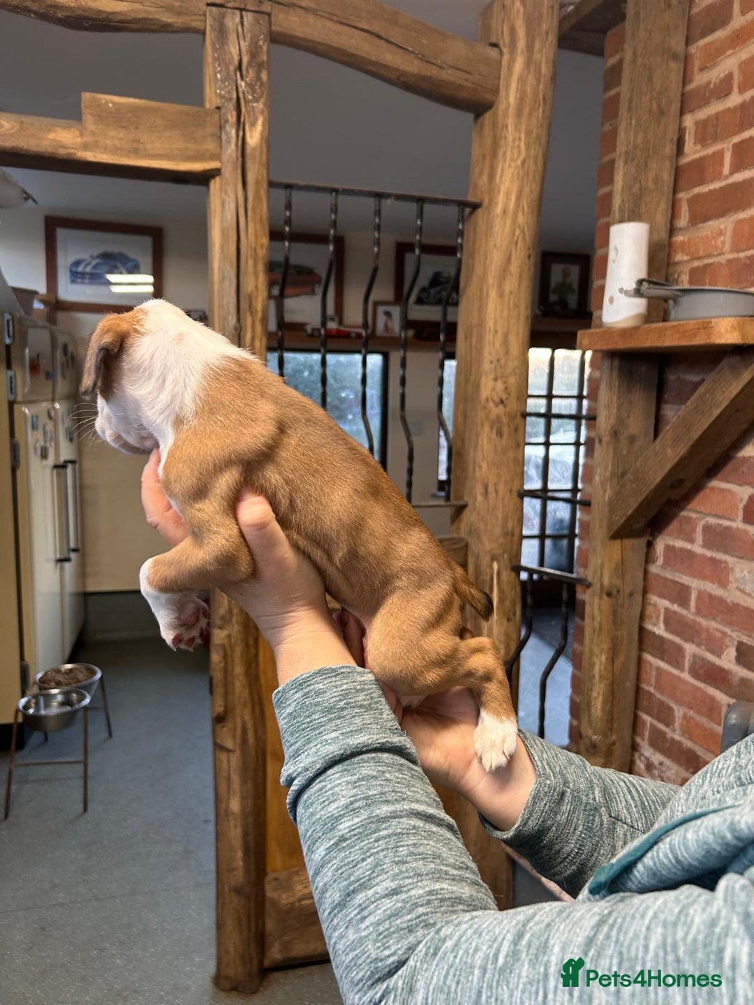 Boxer dogs for sale: kc registered bobtail girl still available - Advert 6