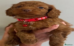 Cockapoo dogs for sale: Stunning Fox Red f1 cockapoo puppies  - Image 12