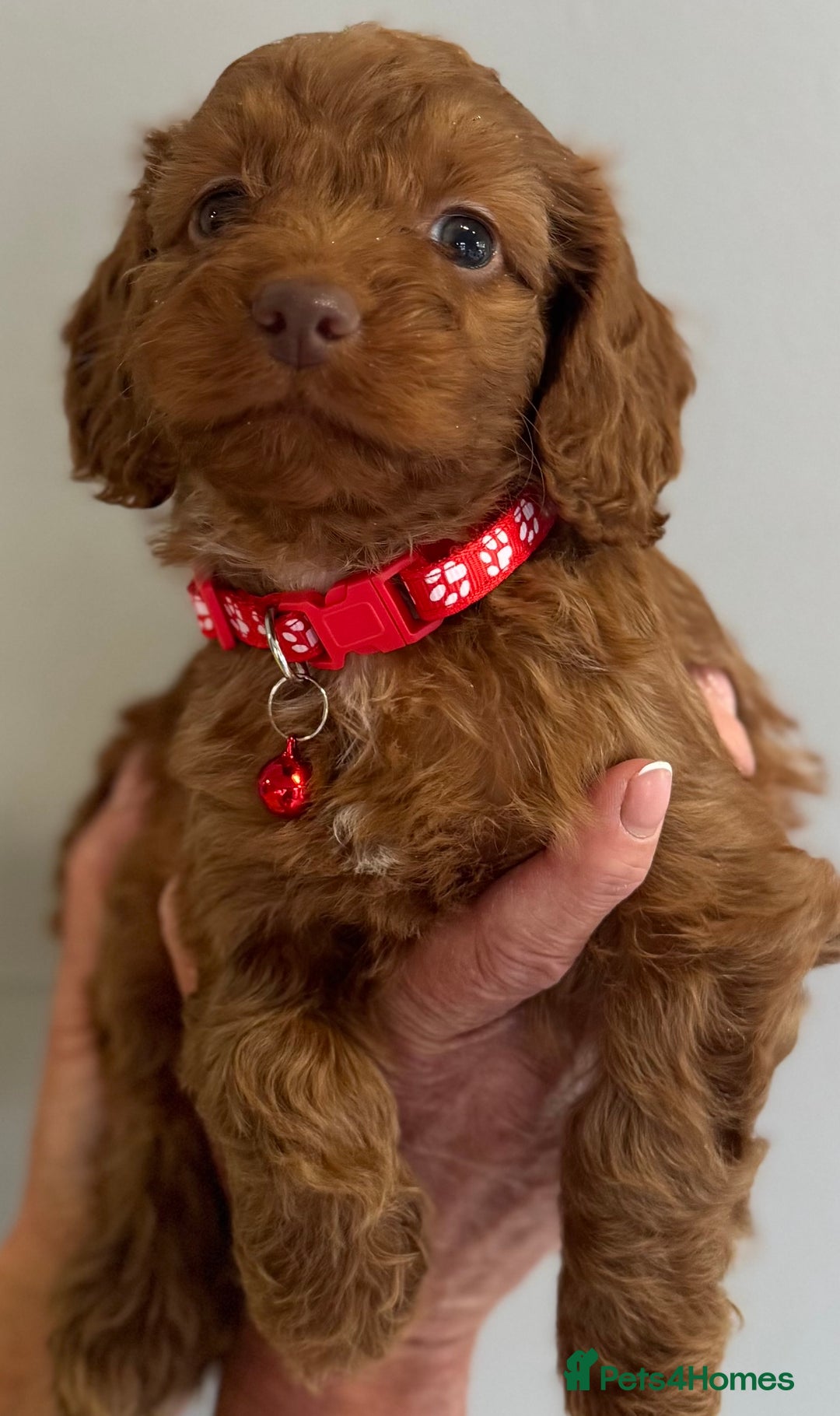 Cockapoo dogs for sale: Stunning Fox Red f1 cockapoo puppies  - Image 12