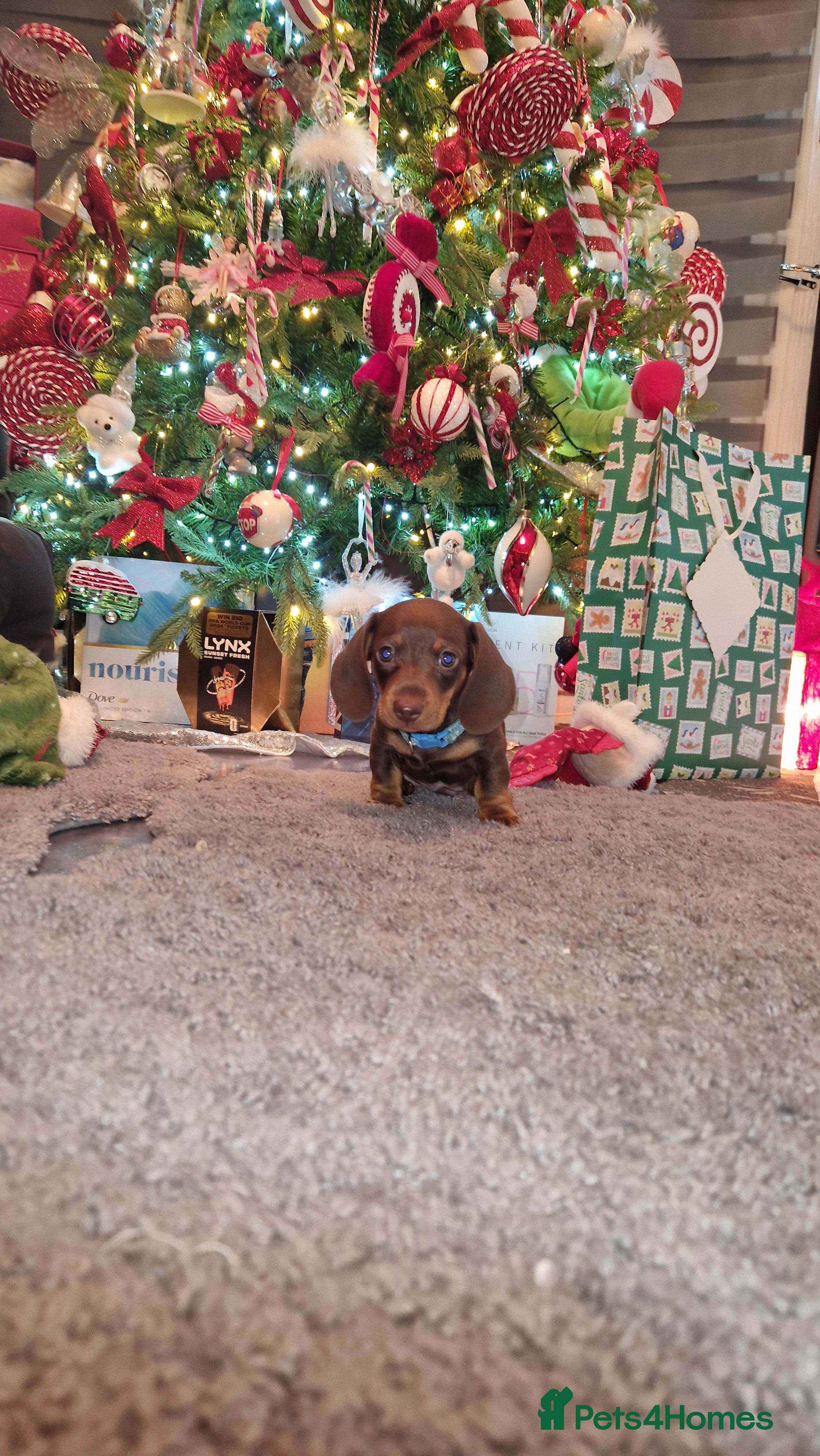 Miniature Dachshund dogs 1 beautiful kc puppy left ready 25/12/25 - Advert 2