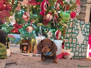 Miniature Dachshund dogs 1 beautiful kc puppy left ready 25/12/25 - Advert 2