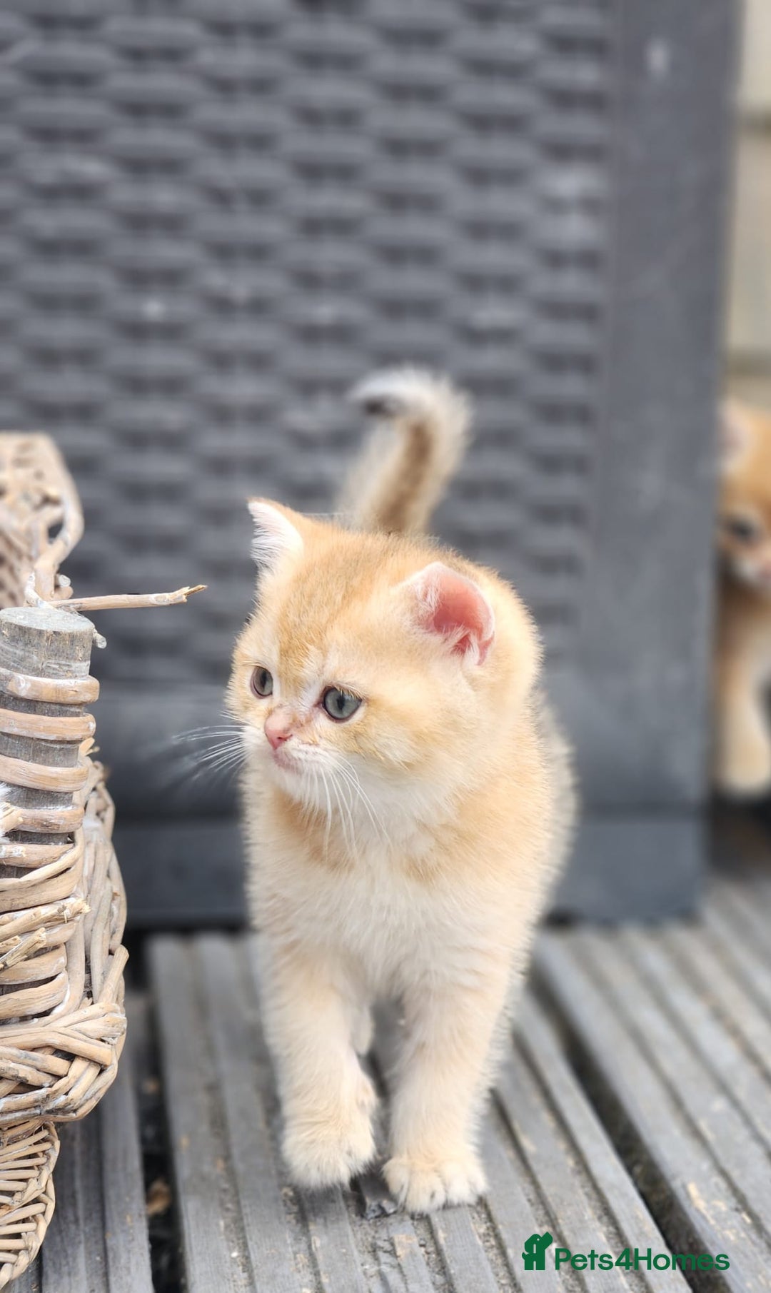 British Shorthair cats for sale: Tica reg Golden Shaded British shorthair kittens. - Image 4