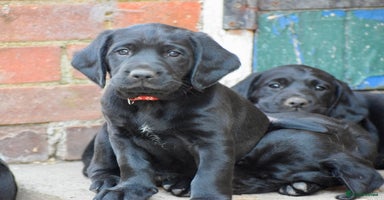 Cockerdor dogs - Advert 8