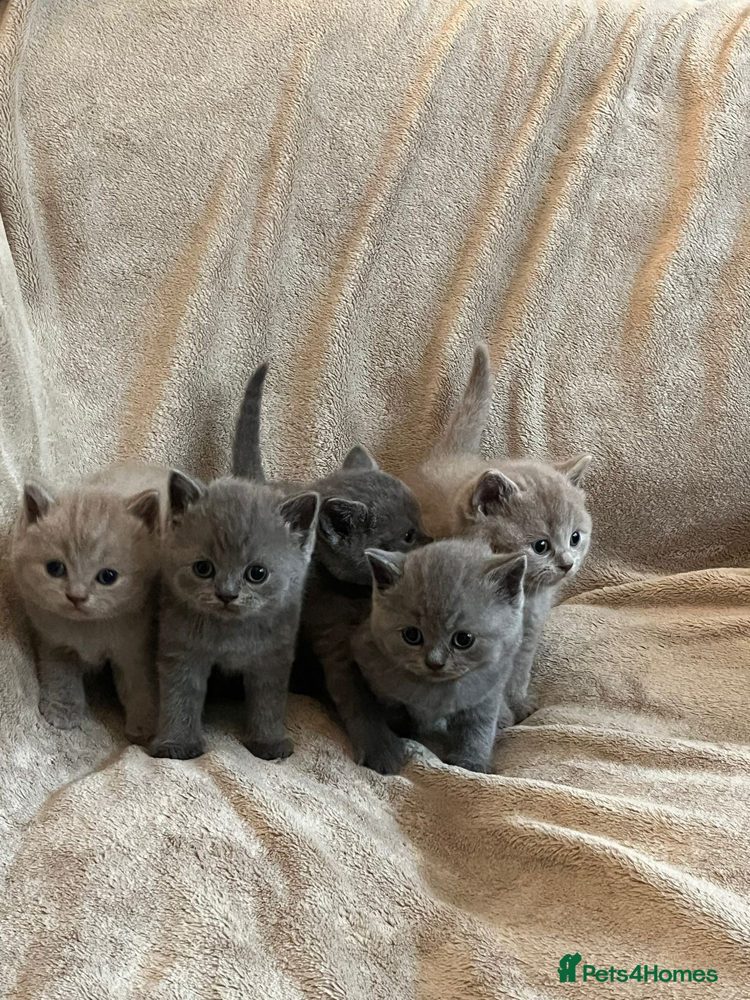 British Shorthair cats Beautiful British Shorthair Kittens - Advert 1