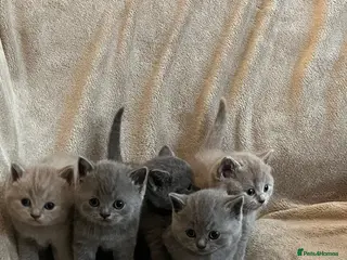 British Shorthair cats Beautiful British Shorthair Kittens - Advert 1