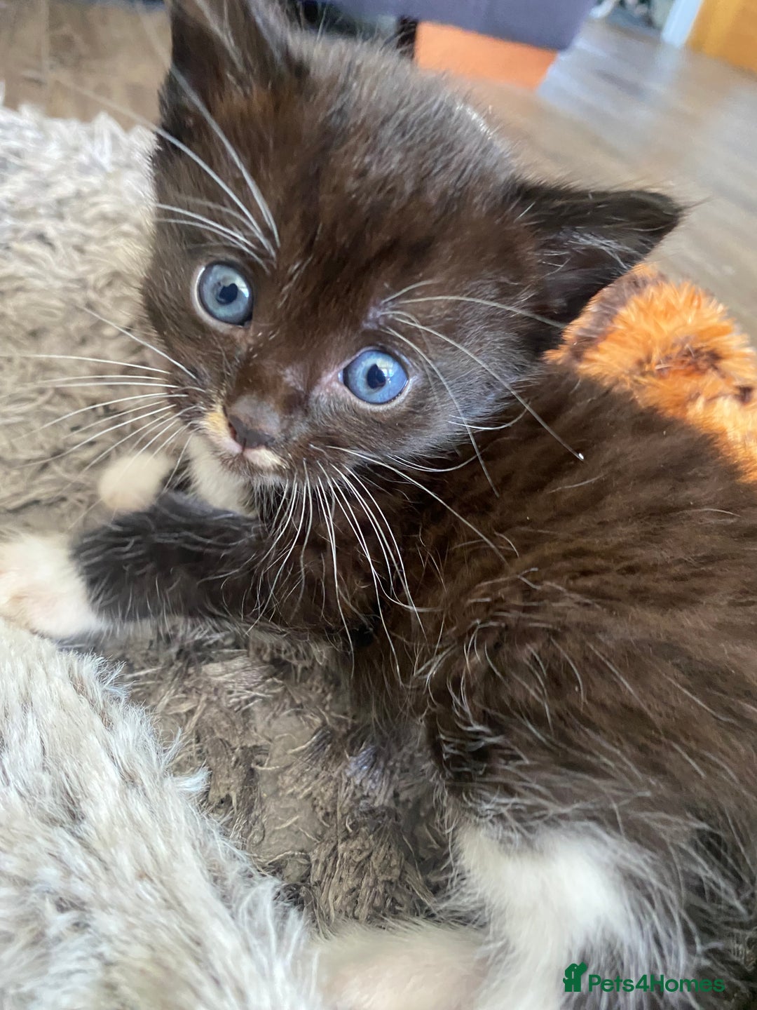 Bengal cats for sale: Mixed Stunning Bengals  - Image 11
