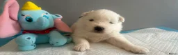 Samoyed dogs for sale: 5 stunning Samoyed in Warrington - Advert 4