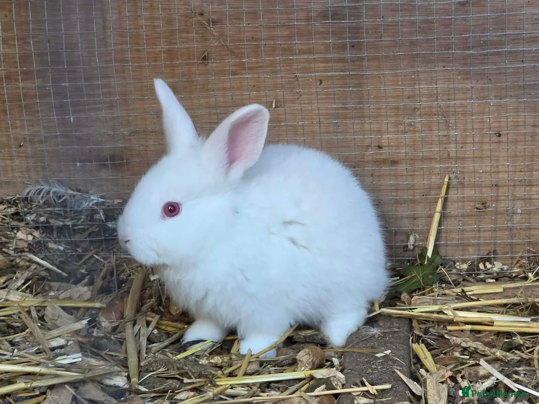 New Zealand rabbits for sale: Newzeland white  - Advert 1