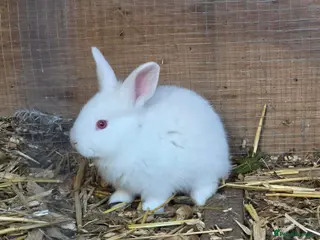 New Zealand rabbits Newzeland white - Advert 3