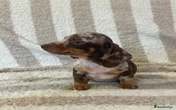 Miniature Dachshund dogs for sale: Beautiful Dachunds ready now  - Image 12