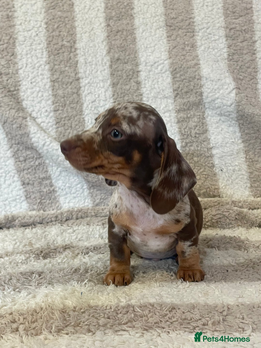 Miniature Dachshund dogs for sale: Beautiful Dachunds ready now  - Image 12
