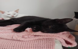 Mixed Breed cats for sale: 3 male microchipped kittens left  - Image 6