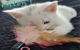 Mixed Breed cats for sale: 4 cute kittens up for sale - Image 16