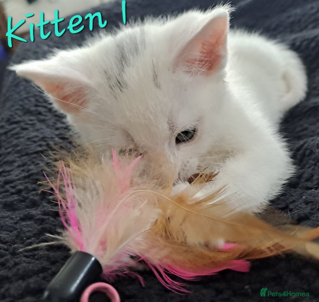 Mixed Breed cats for sale: 4 cute kittens up for sale - Image 16