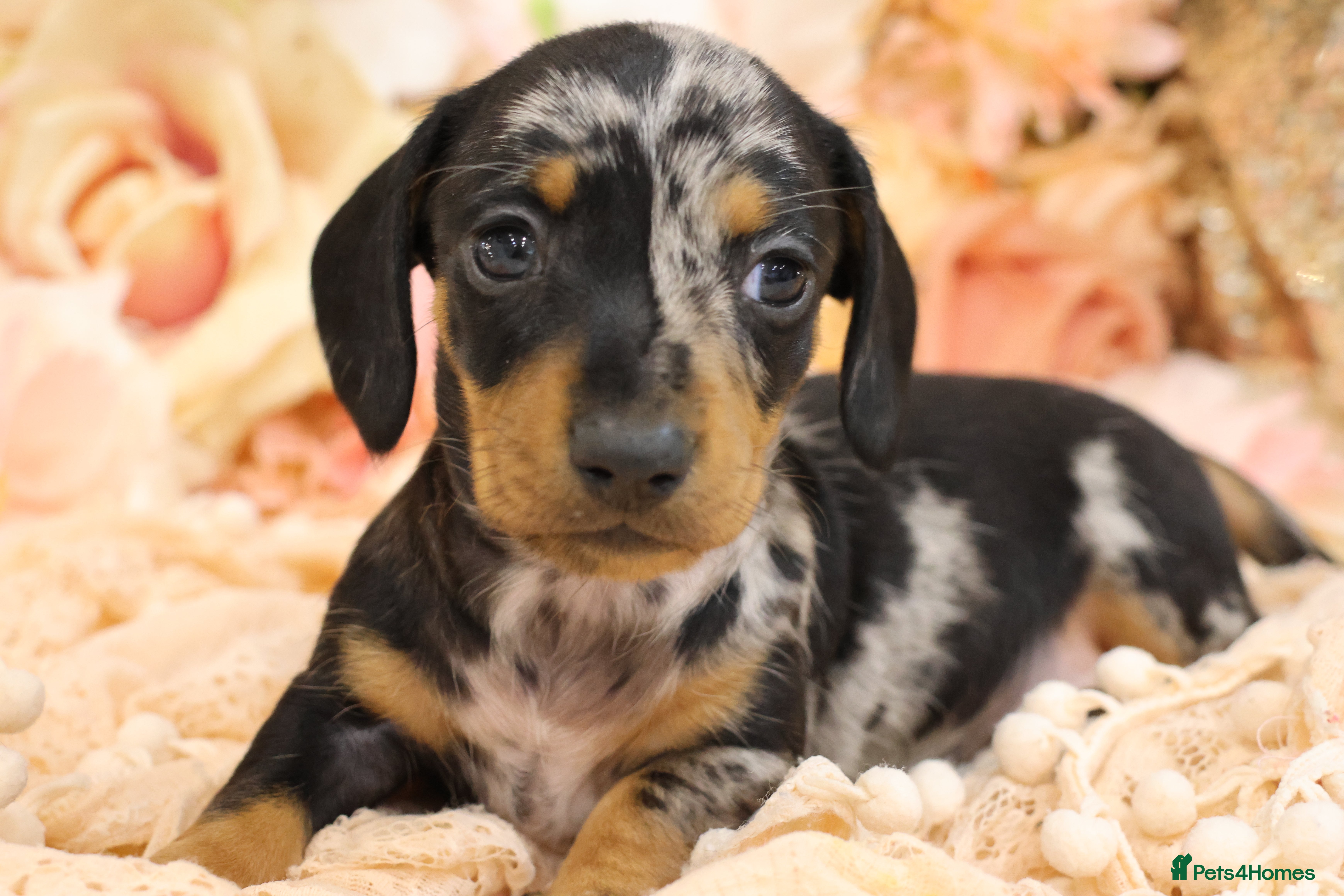 Miniature Dachshund dogs KC Miniature Dachshund Puppies - Advert 3