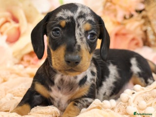 Miniature Dachshund dogs KC Miniature Dachshund Puppies - Advert 3