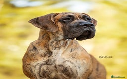 Great Dane dogs for sale: 🌟 Upcoming Litter – Great Danes- August 2025 🌟 - Image 10