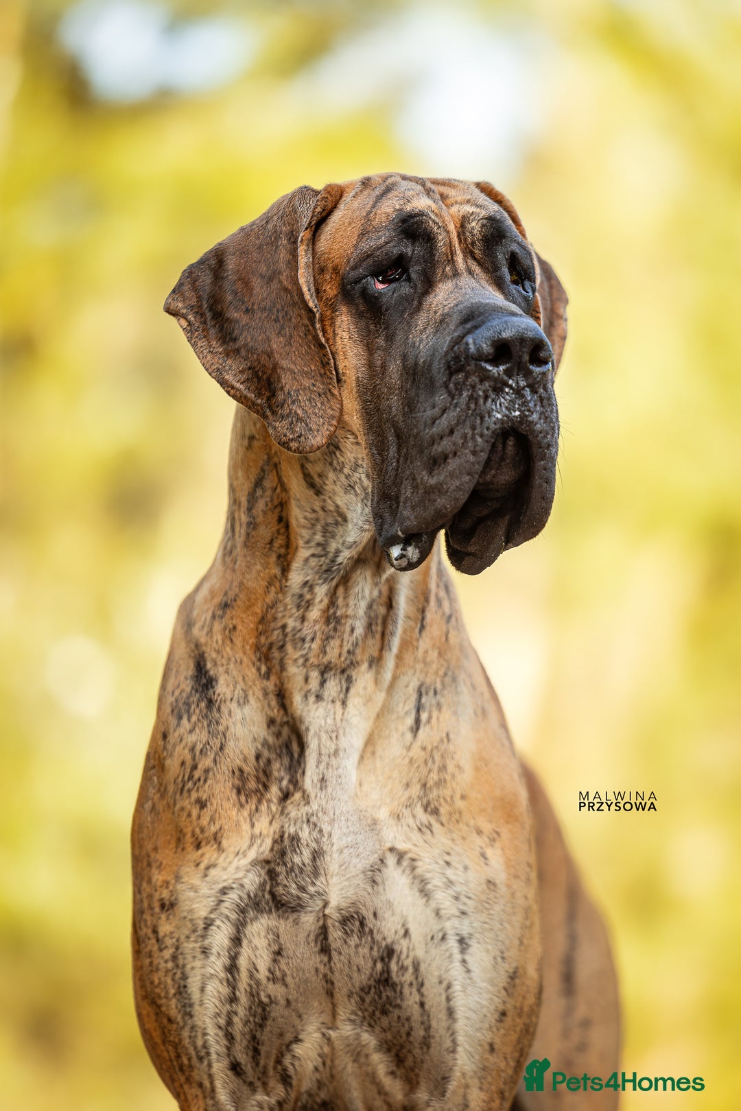 Great Dane dogs for sale: 🌟 Upcoming Litter – Great Danes- August 2025 🌟 - Image 10