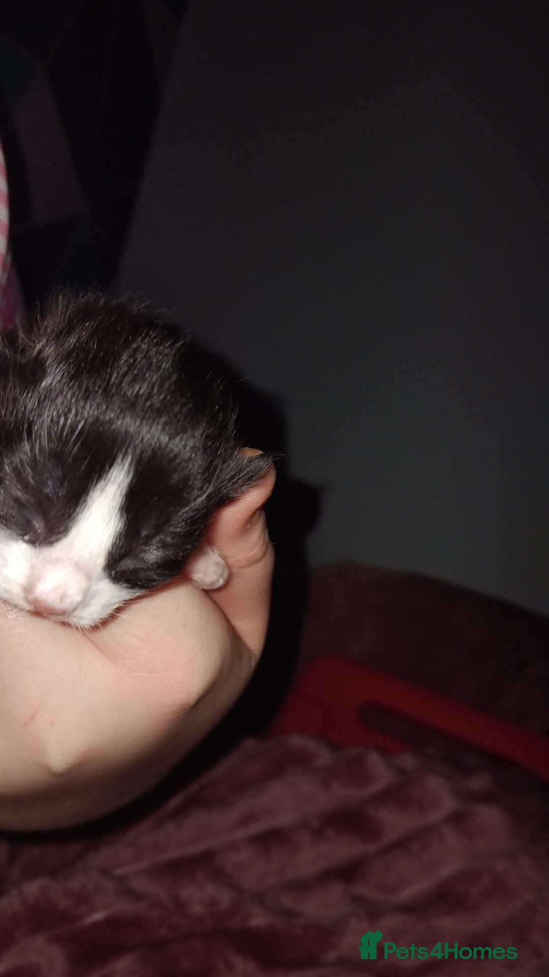 Maine Coon cats for sale: 3/4 maincoon kittens  - Advert 4