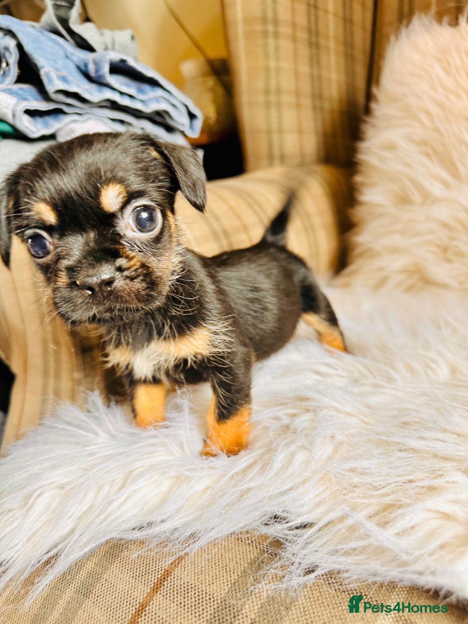 Puppy 5