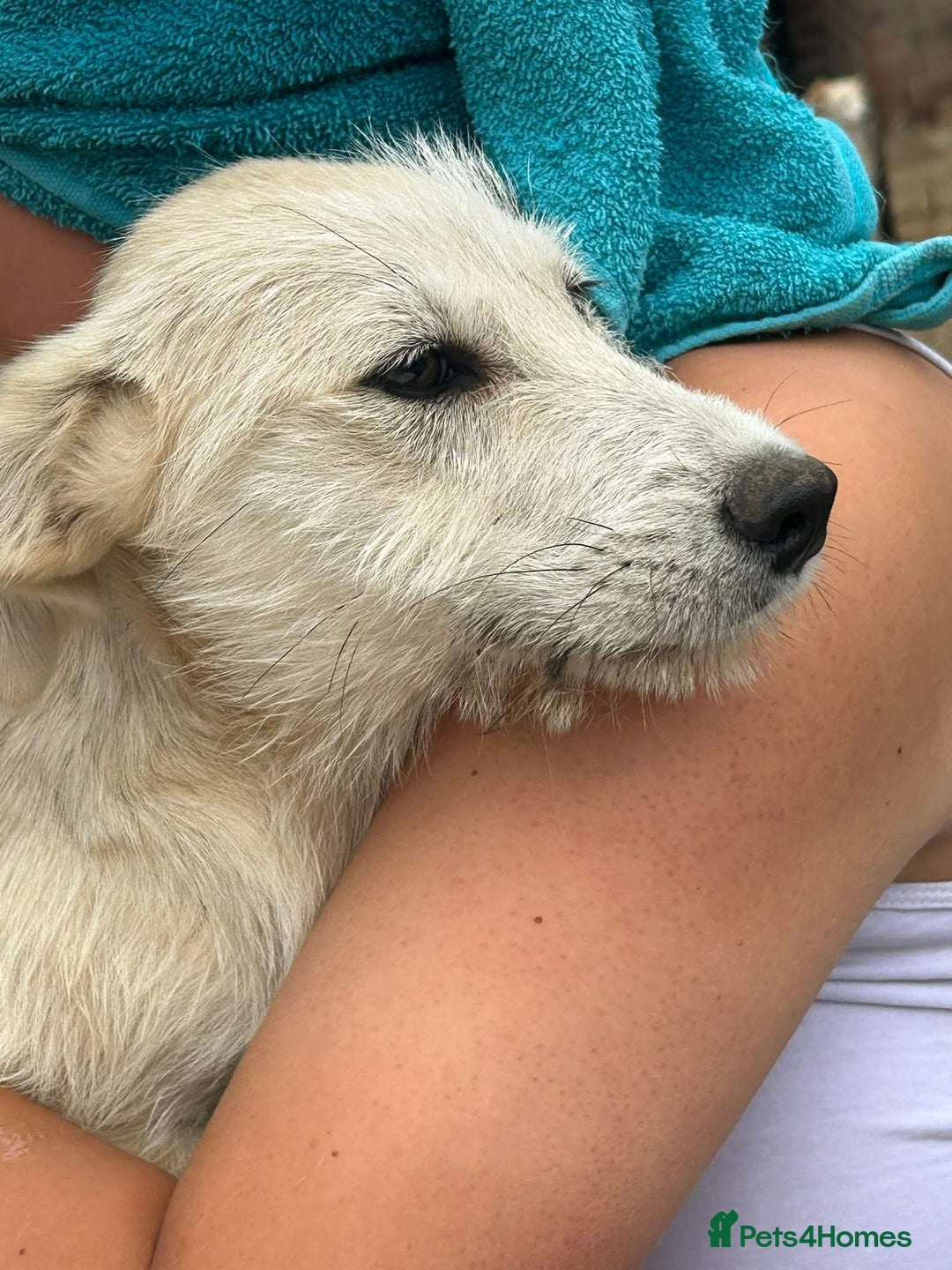 Mixed Breed dogs for adoption: Fern - Hingham Norfolk  - Image 9