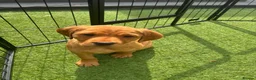 Cockerdor dogs for sale:  Cockerdor fox red puppies - Advert 9