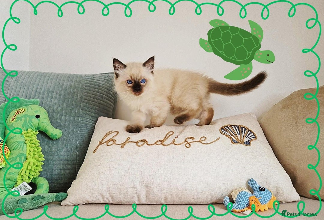 Ragdoll cats for sale: Top-Quality Pedigree Ragdoll Kittens - 3 AVAILABLE - Image 23