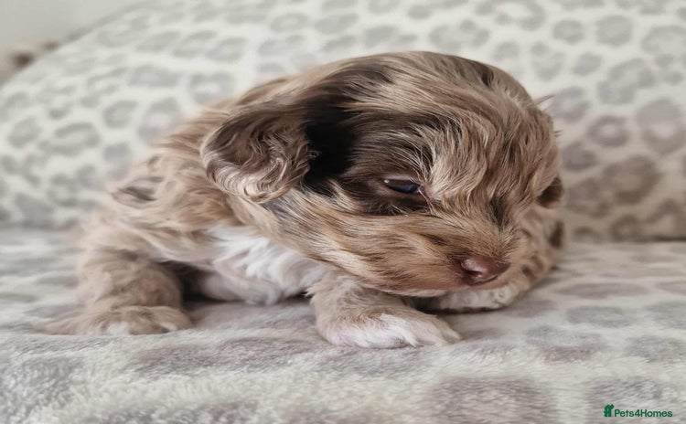 Toy Poodle dogs - Advert 2