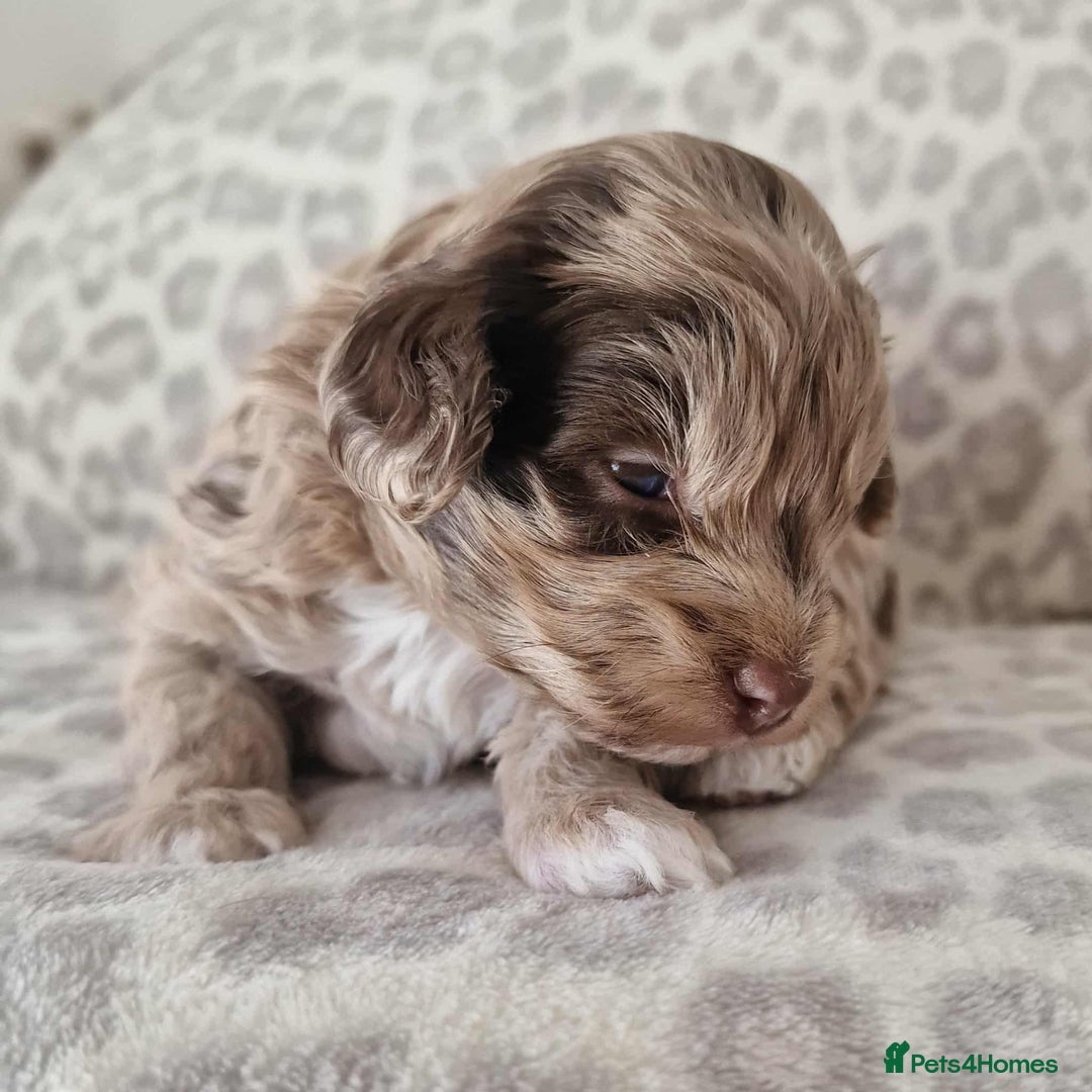 Toy Poodle dogs for sale: Mikipoos  - Image 1