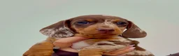 Miniature Dachshund dogs for sale: Adorable puppies in Edinburgh - Advert 4