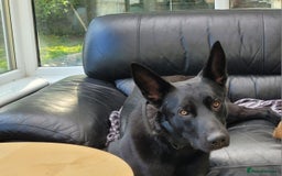 Belgian Shepherd Dog dogs for sale: Belgium malinois for rehoming 16 months - Advert 3