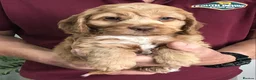 Cockapoo dogs for sale: Quality Healthy Mini Cockapoo Puppies - Advert 26