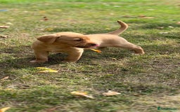 Labrador Retriever dogs for sale: Labrador retriever puppies - Image 3