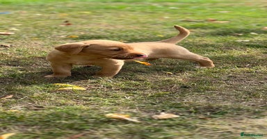 Labrador Retriever dogs - Advert 9
