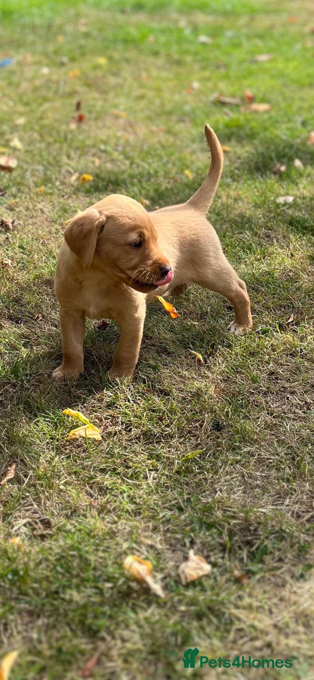 Labrador Retriever dogs for sale: Labrador retriever puppies - Image 3
