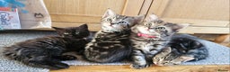 Domestic Shorthair cats for sale: 11 week old kittens ready for their forever homes - Advert 3