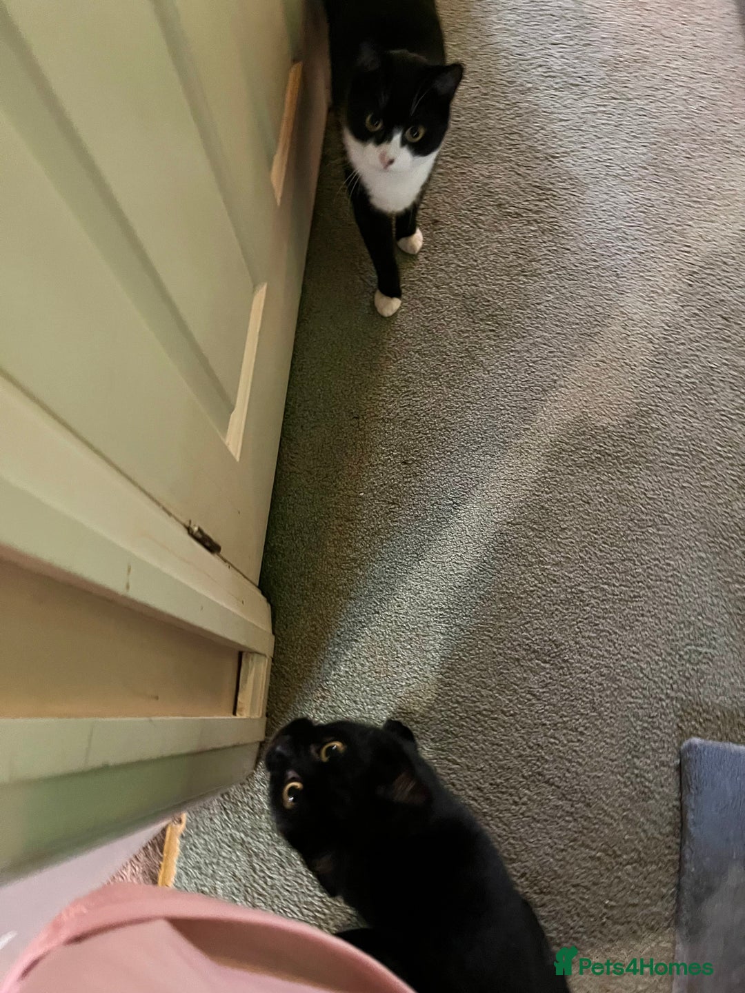 Mixed Breed cats for adoption: Rescue siblings Bumble and Bee need 1st ever home - Advert 15