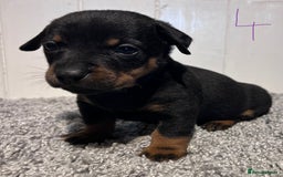 Lancashire Heeler dogs for sale: Lancashire Heelers - Image 29