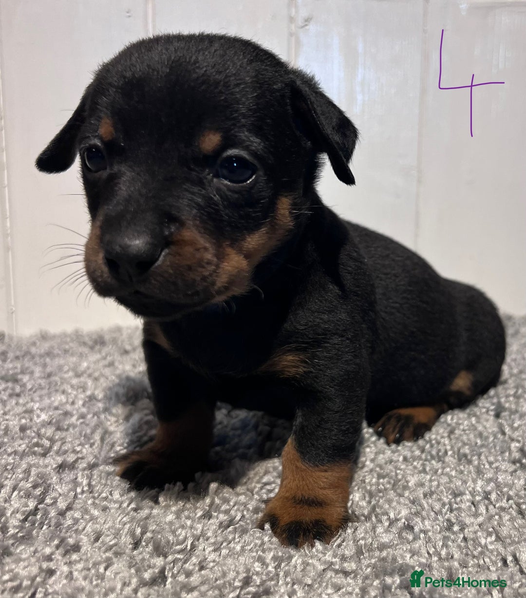 Lancashire Heeler dogs for sale: Lancashire Heelers - Image 29