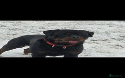 Rottweiler dogs for stud: Rottweiler For Stud - Image 3