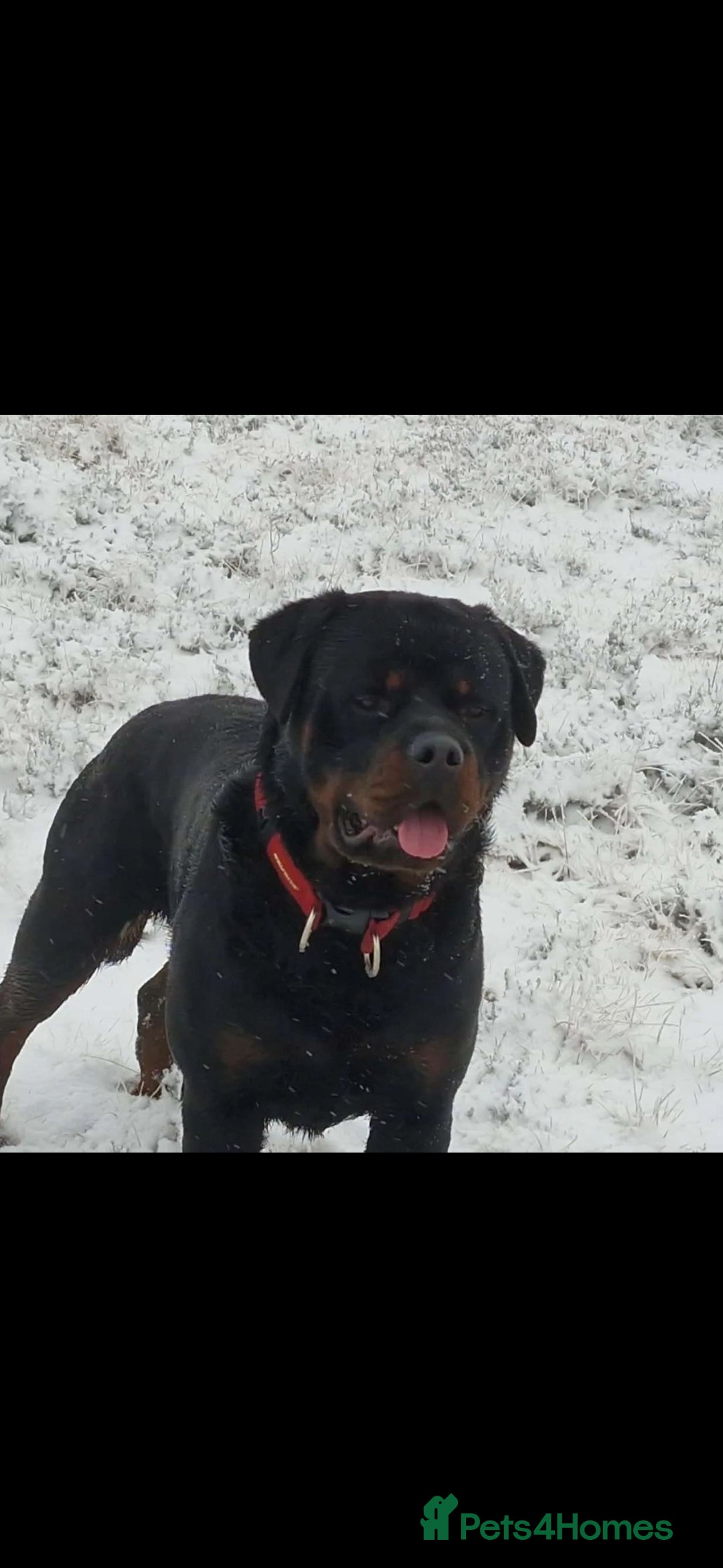 Rottweiler dogs for stud: Rottweiler For Stud - Image 3
