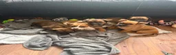 Jackshund dogs for sale: JACKSHUND PUPS  - Advert 8