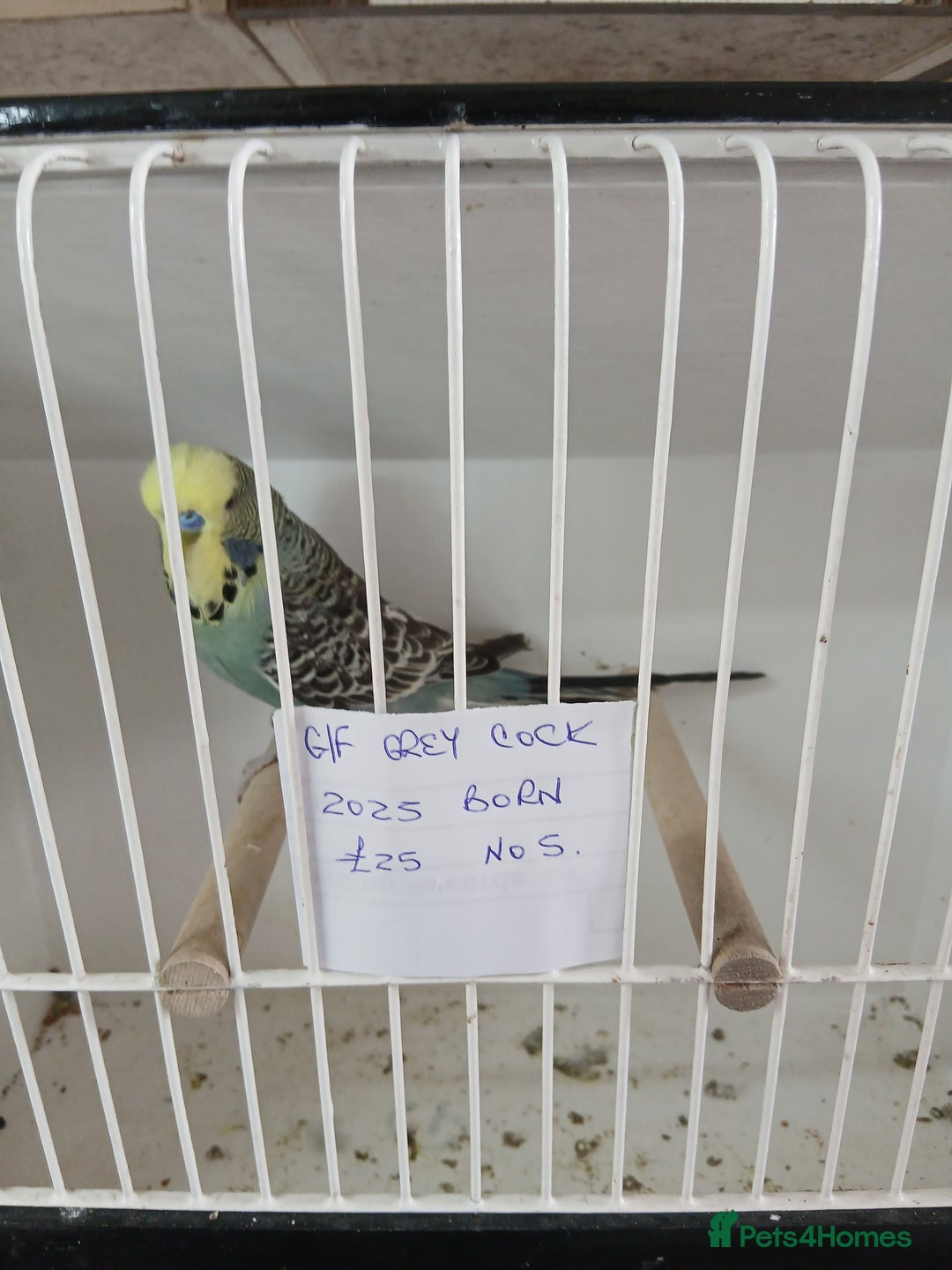 Budgerigars birds for sale: Budgies - Image 9