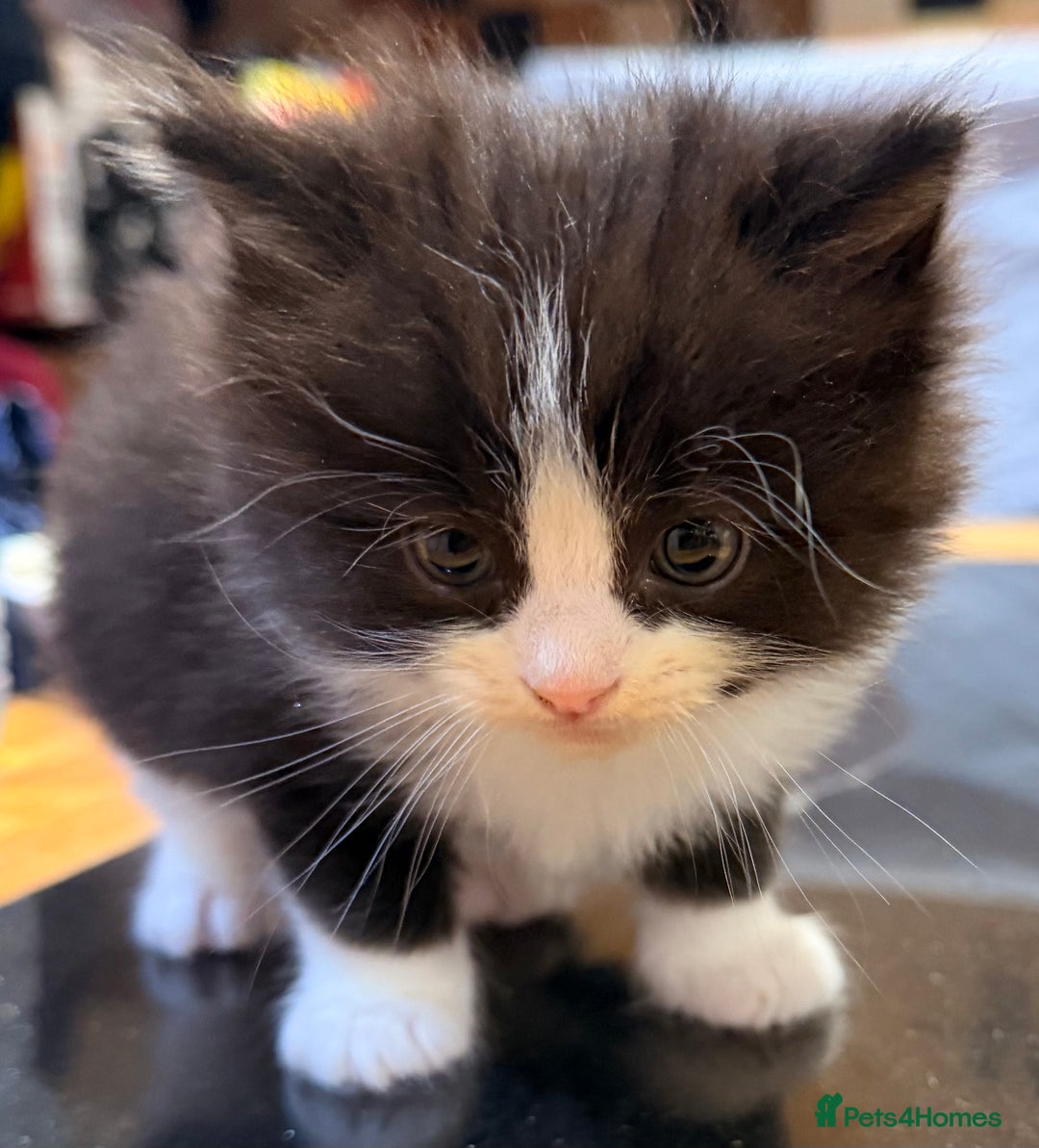 Ragdoll cats for sale: Ragdoll kittens - Image 11