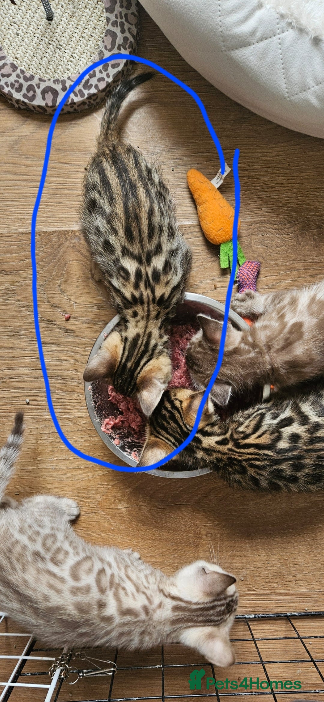Bengal cats for sale: Male bengal - last kitten left - Image 11