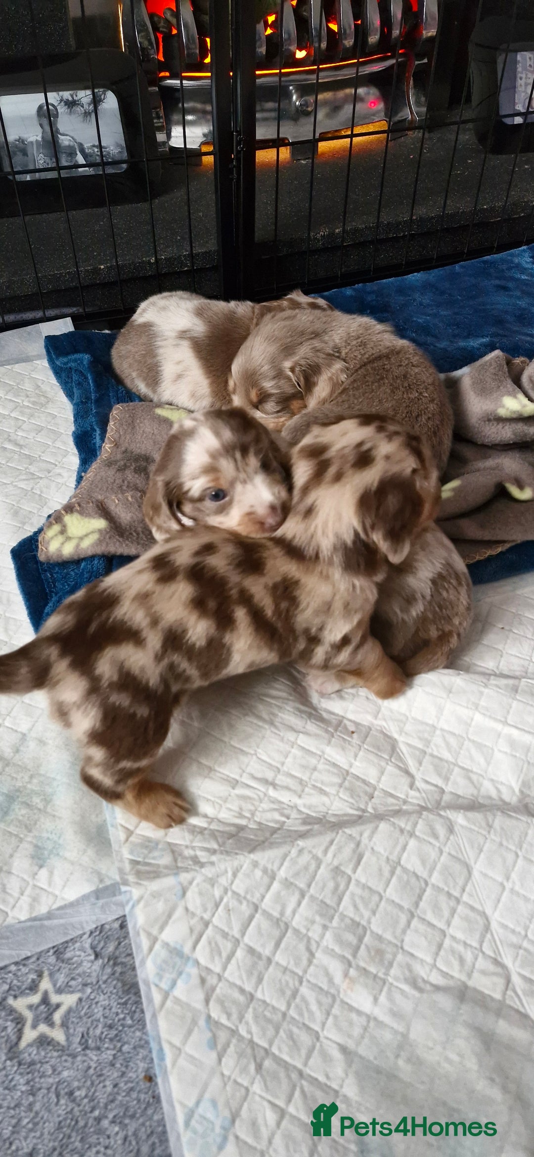 Miniature Dachshund dogs for sale: Longhaired miniature dachshunds  - Image 34