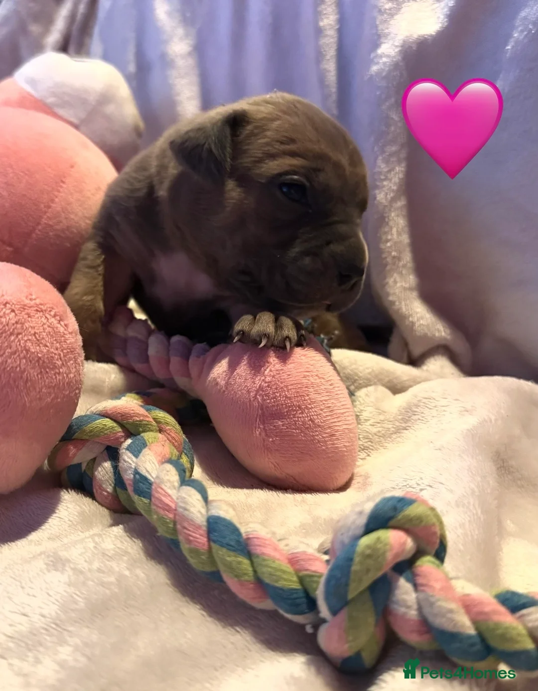 Cane Corso dogs for sale: Cane corso puppies ICCF registered  - Advert 4