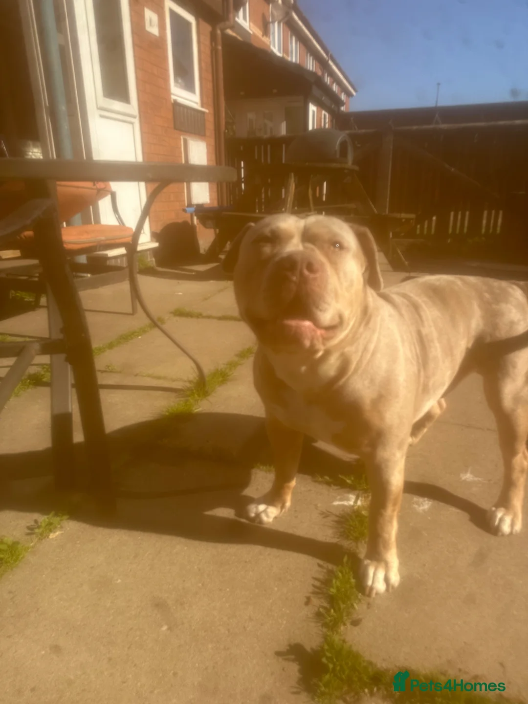 American Bully dogs for stud: Standard American Bully Stud for 1 Puppy  - Advert 2