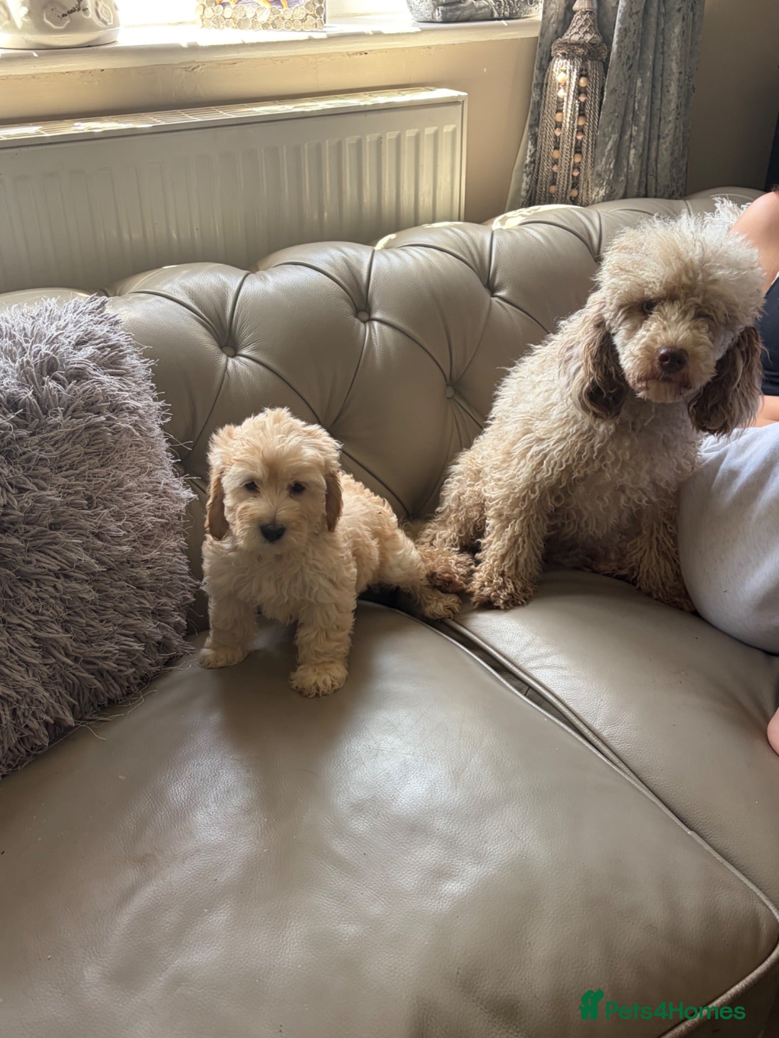 Cockapoo dogs 🌸 READY NOW SHOW QUALITY TOY F1 COCKERPOOS 🌸 - Advert 1
